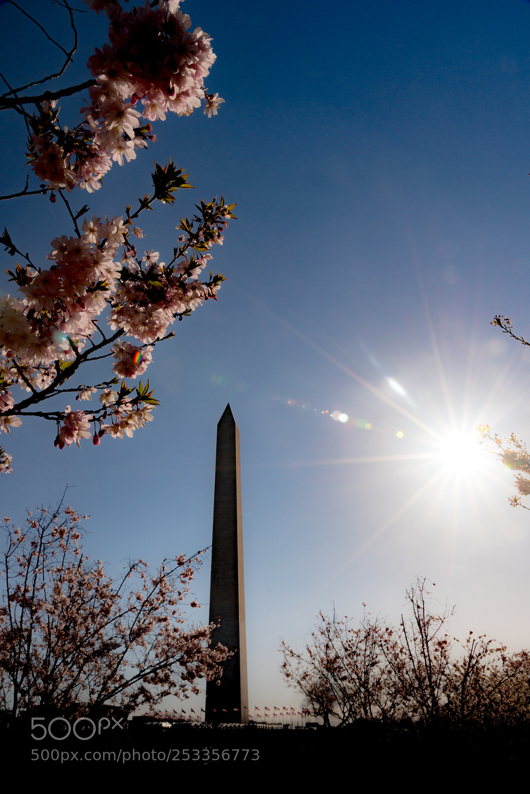 Nikon D750 sample photo. Washington monument's cheery blossoms photography