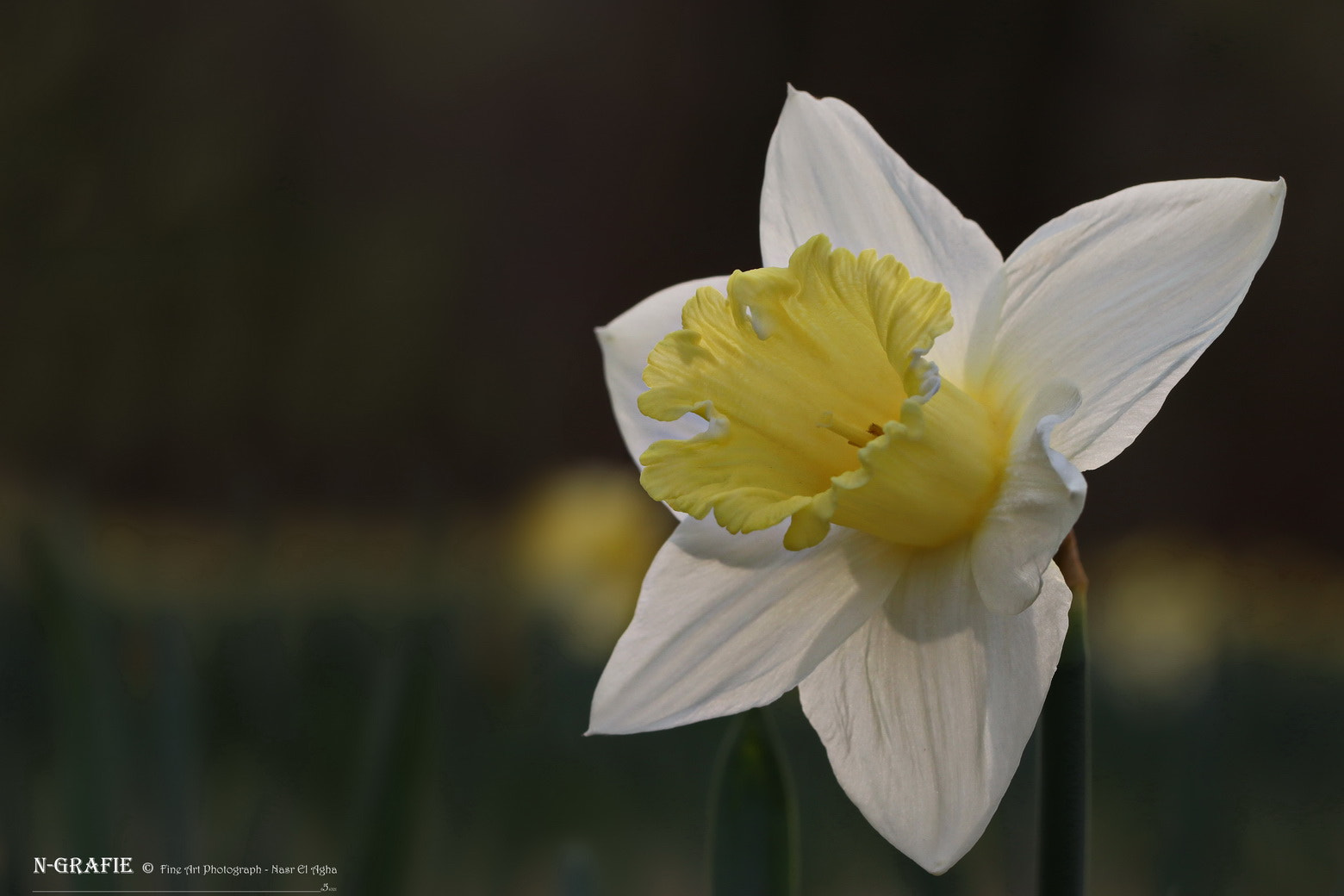 Canon EF 100mm F2.8L Macro IS USM sample photo. Narcissus poeticus photography