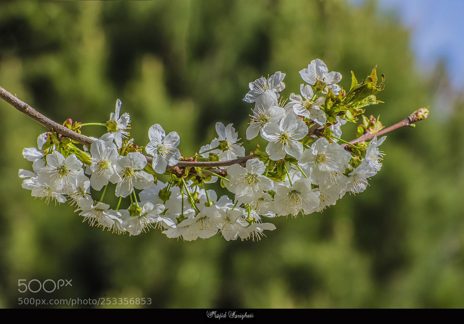 Nikon D7200 sample photo. Spring photography