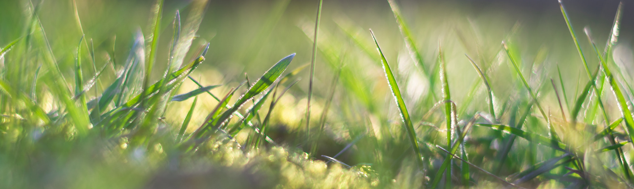 Meadow in the morning sun