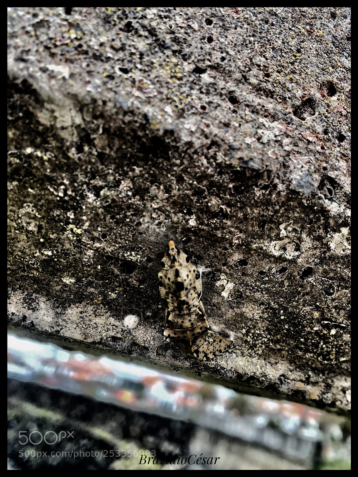Apple iPhone 6s sample photo. Untitled photography