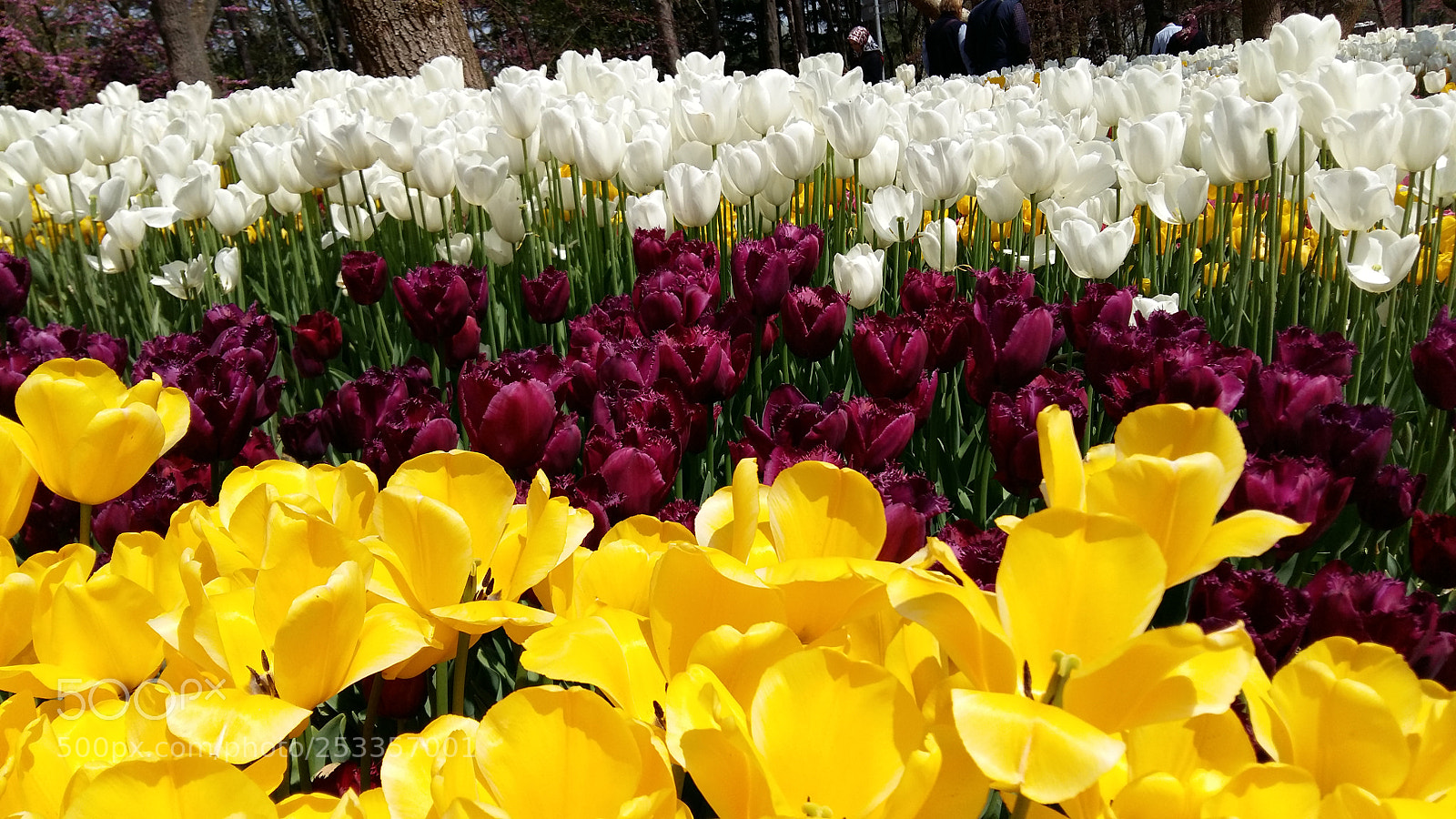 Samsung Galaxy A5 sample photo. Emirgan korusu photography