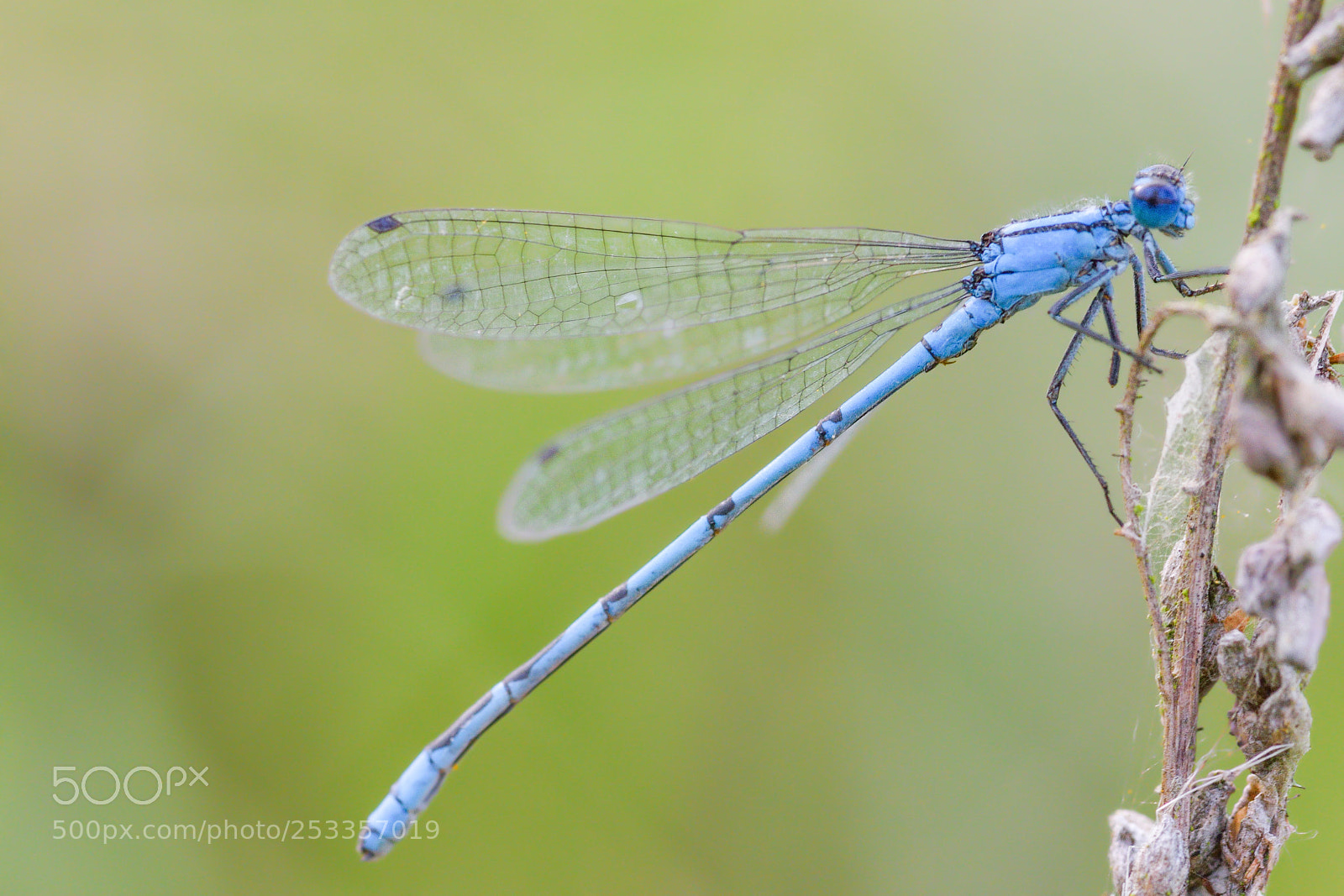 Nikon D3300 sample photo. Blue damselfly photography