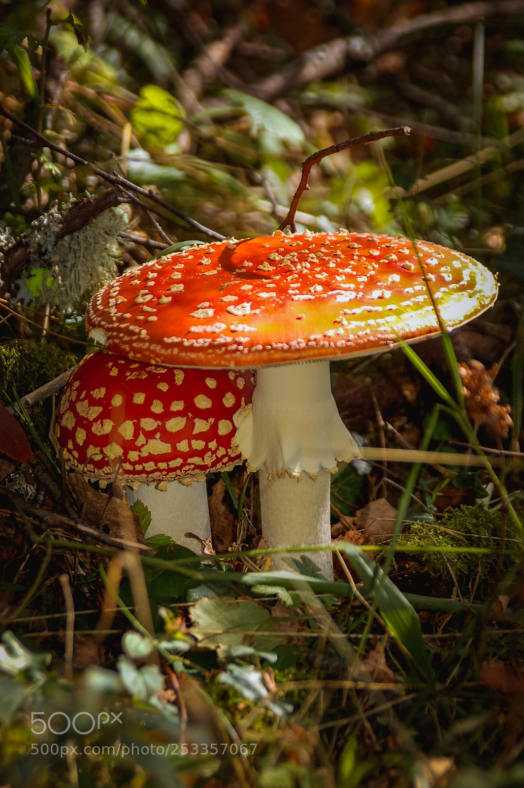 Nikon D50 sample photo. Mushroom photography