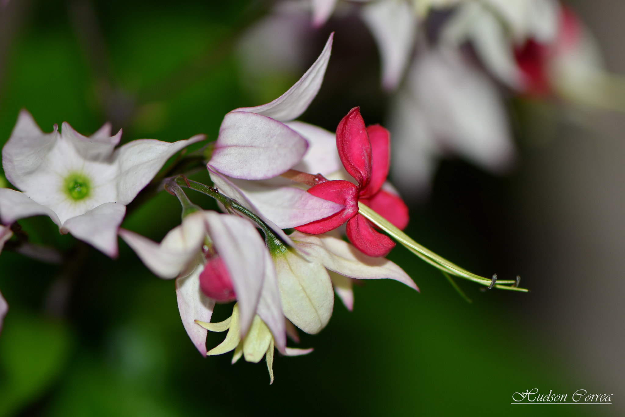 Nikon AF-S Micro-Nikkor 105mm F2.8G IF-ED VR sample photo. Lágrima de cristo photography