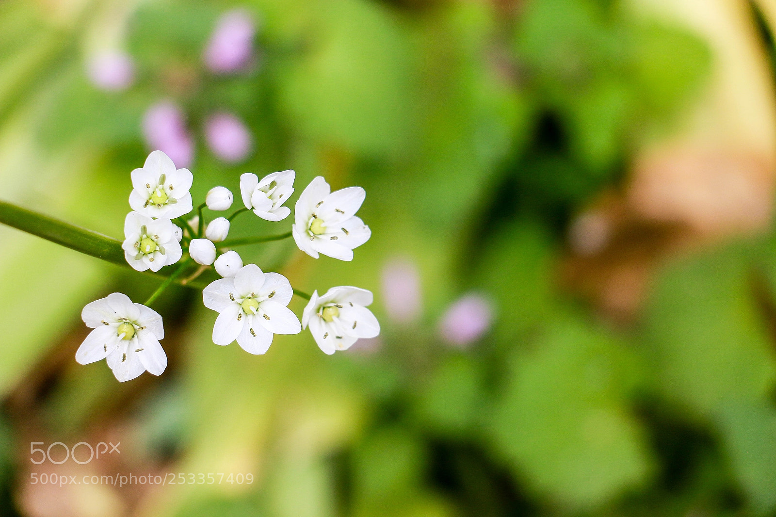 Canon EOS 70D sample photo. Spring photography