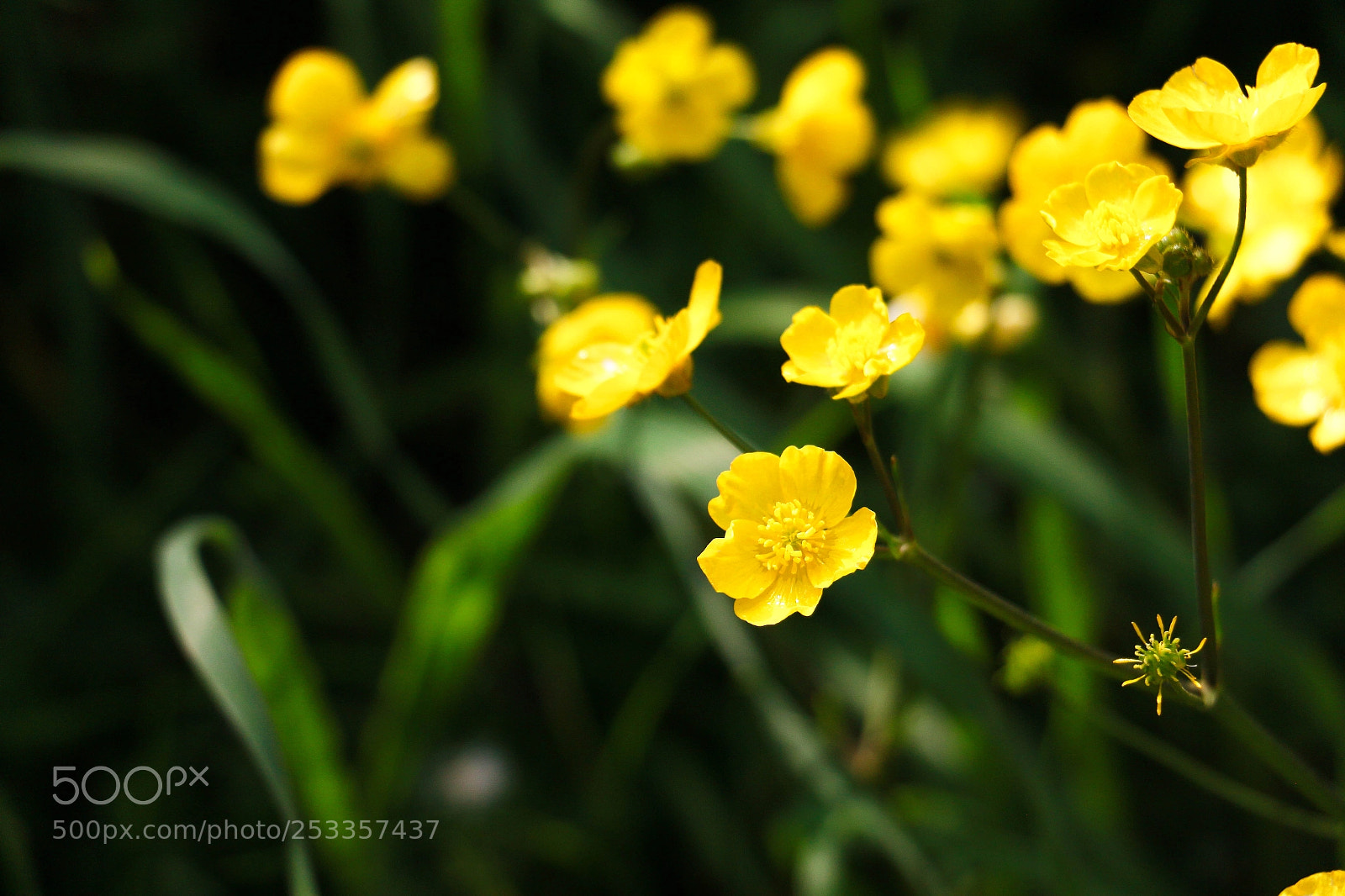 Canon EOS 70D sample photo. Spring photography