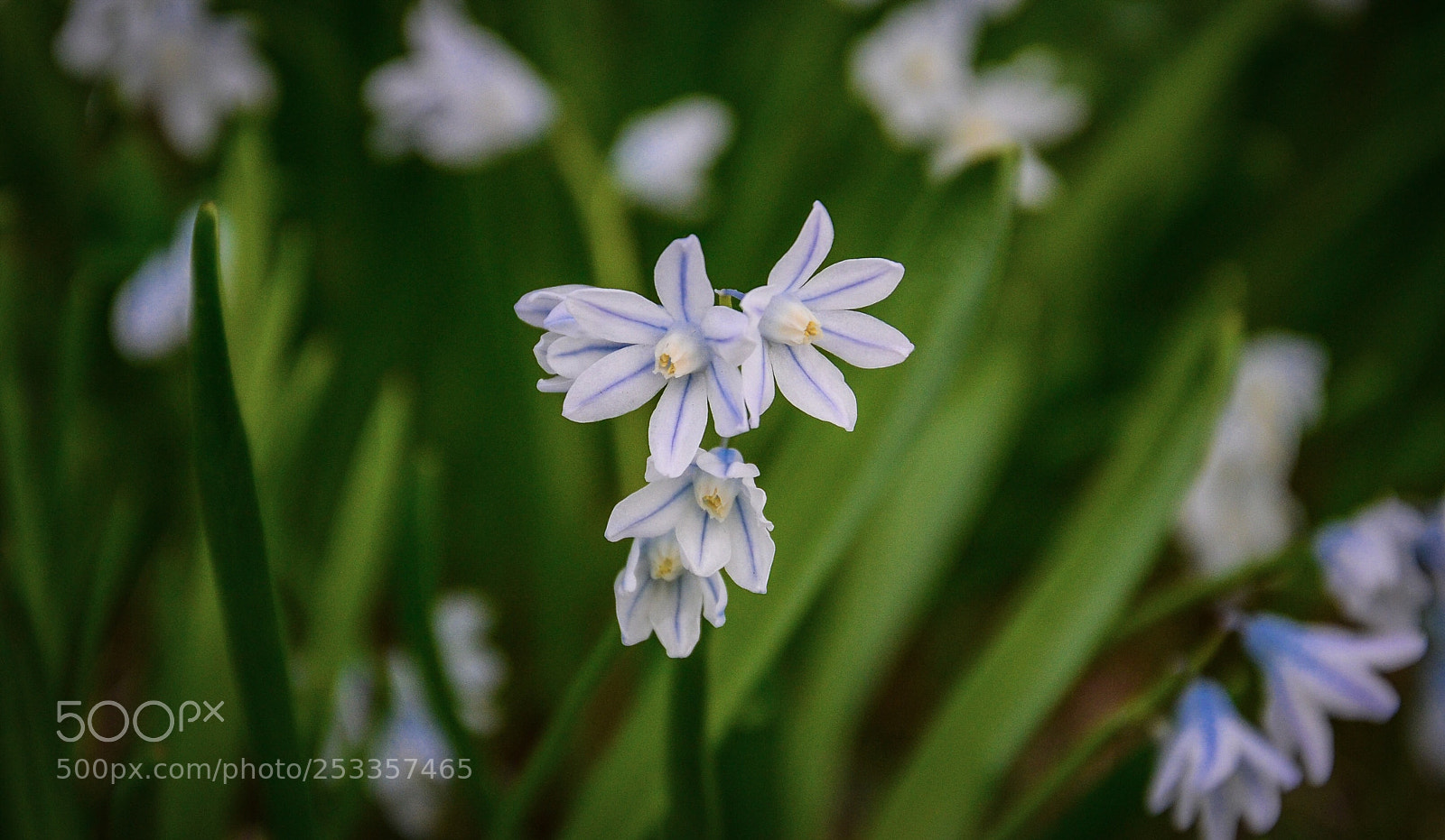 Nikon D7000 sample photo. Sensitive photography