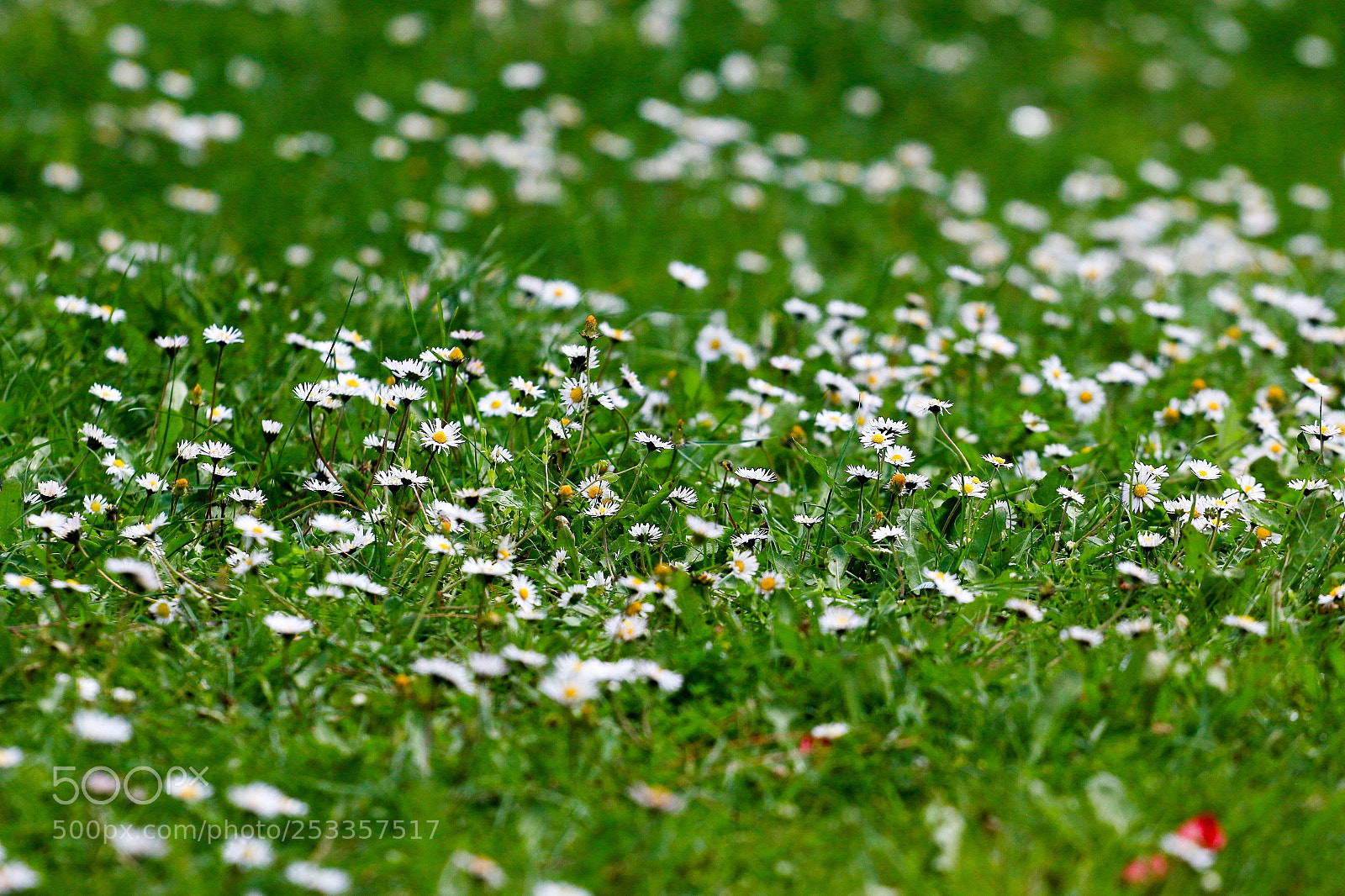 Canon EOS 70D sample photo. Spring photography
