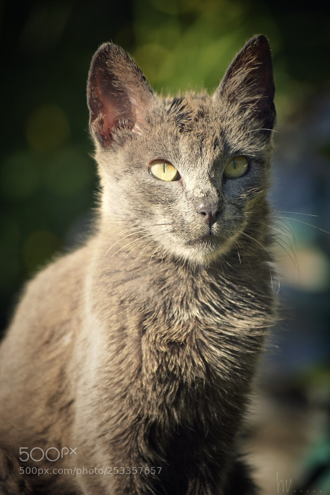 Nikon D7100 sample photo. Her photography
