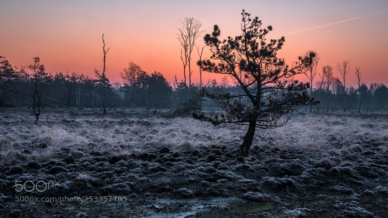 Panasonic Lumix DMC-GX8 sample photo. Frosty morning photography