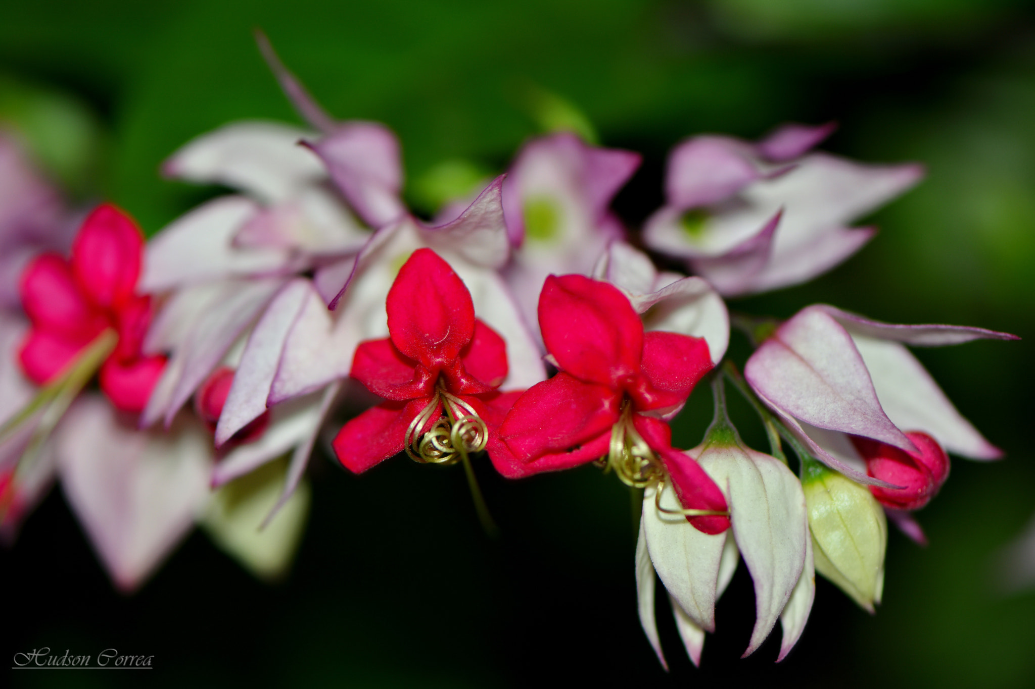 Nikon AF-S Micro-Nikkor 105mm F2.8G IF-ED VR sample photo. Lágrima de cristo photography