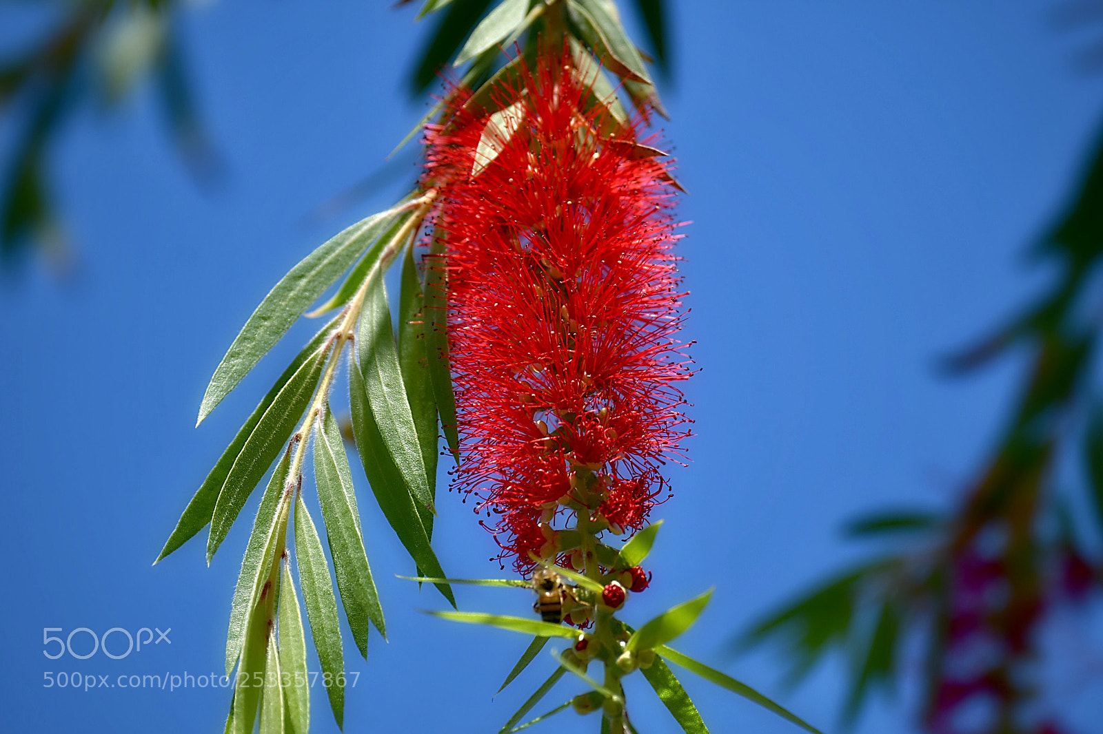 Nikon D500 sample photo. Red flower photography