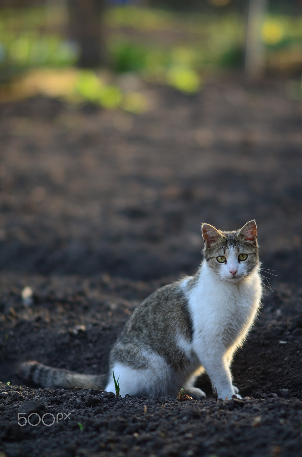 Samyang 85mm F1.4 Aspherical IF sample photo. The garden's keeper photography