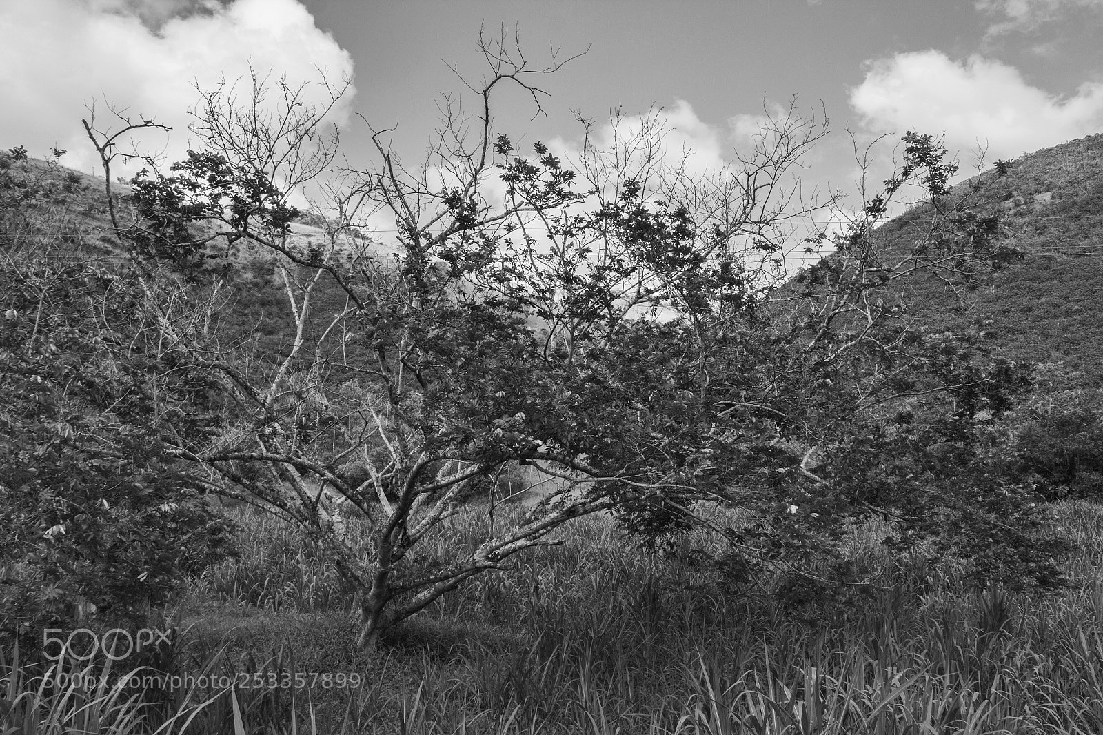 Canon EOS 60D sample photo. Trees are poems that photography