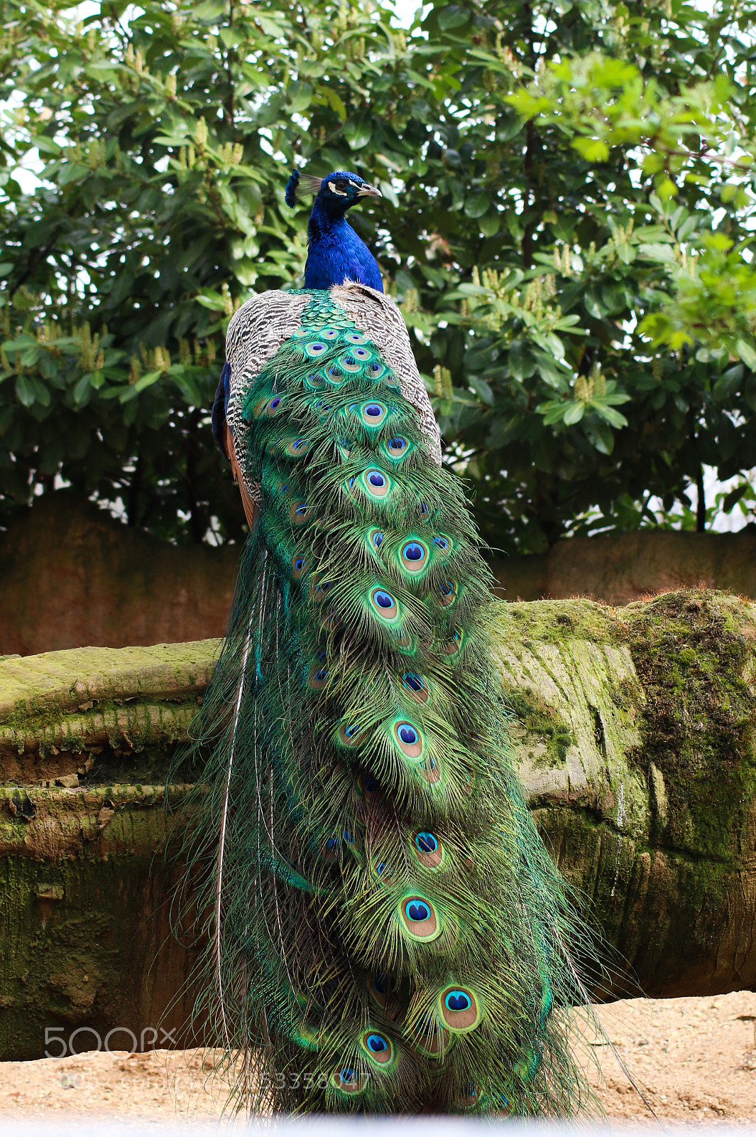 Canon EOS 70D sample photo. Pfau 2 photography