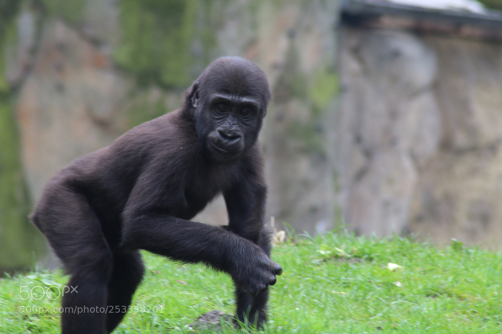 Canon EOS 70D sample photo. Gorilla photography