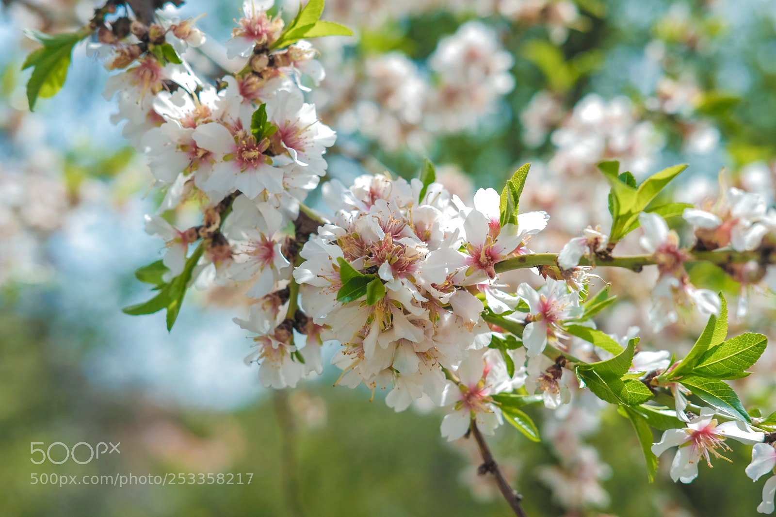 Fujifilm X-Pro2 sample photo. Springtime. photography
