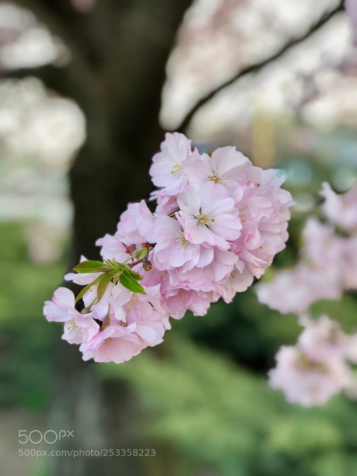 Apple iPhone 8 Plus sample photo. Spring? photography