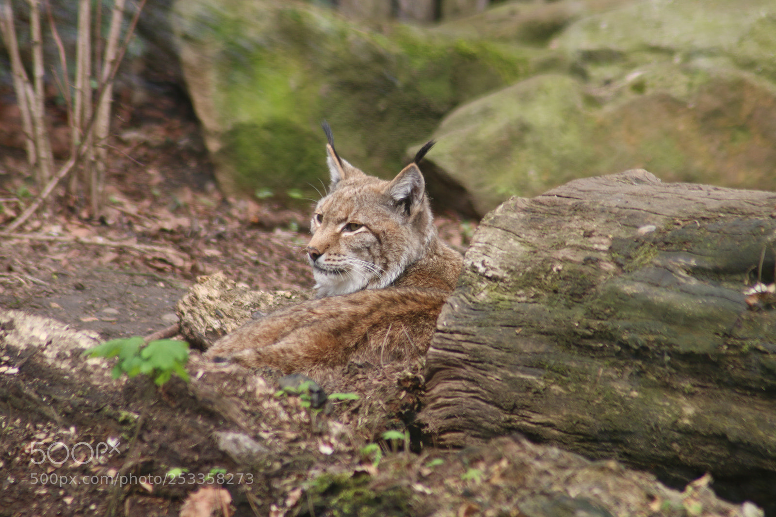 Canon EOS 70D sample photo. Lux 3 photography