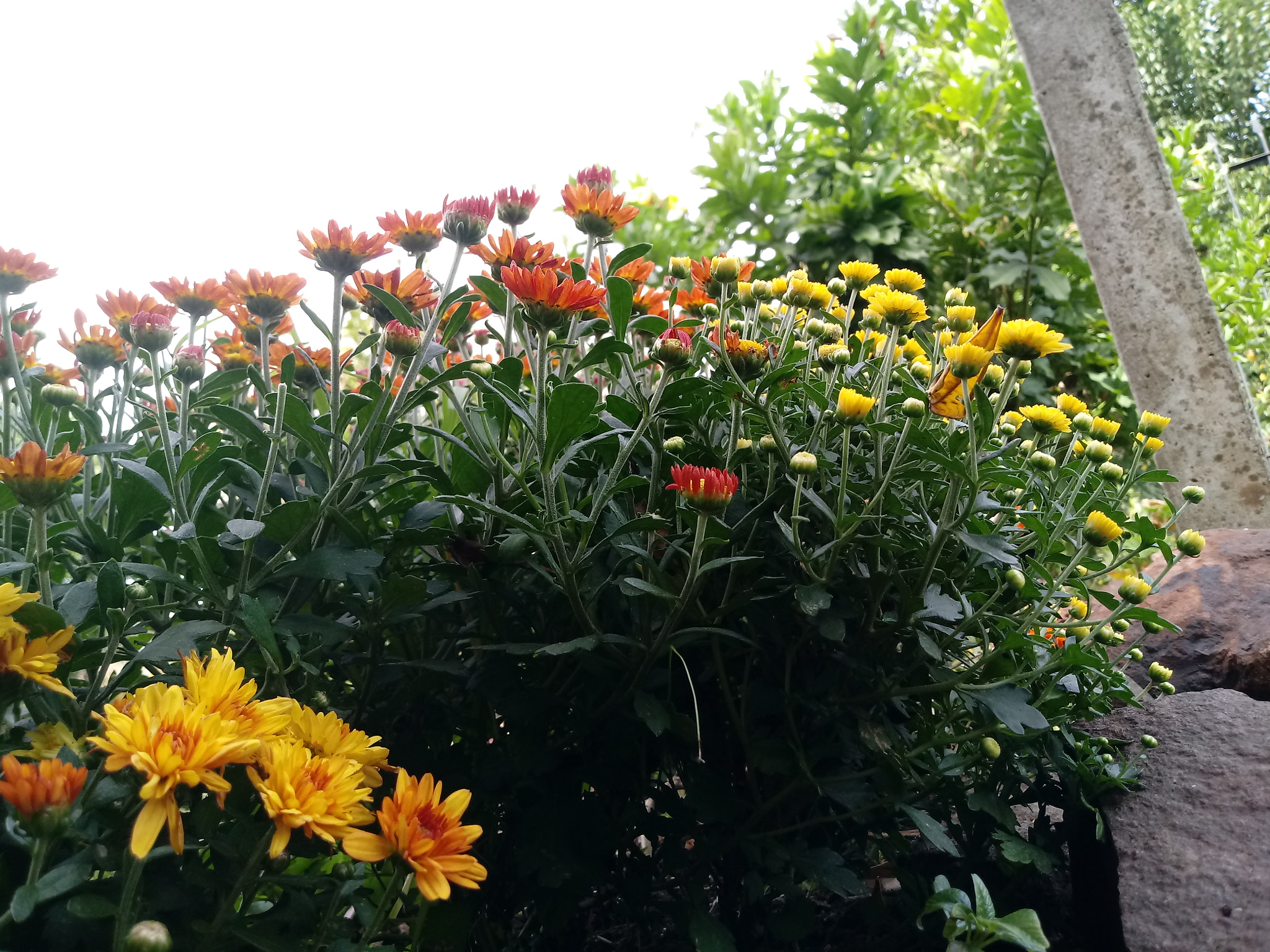 LG K10 (2017) sample photo