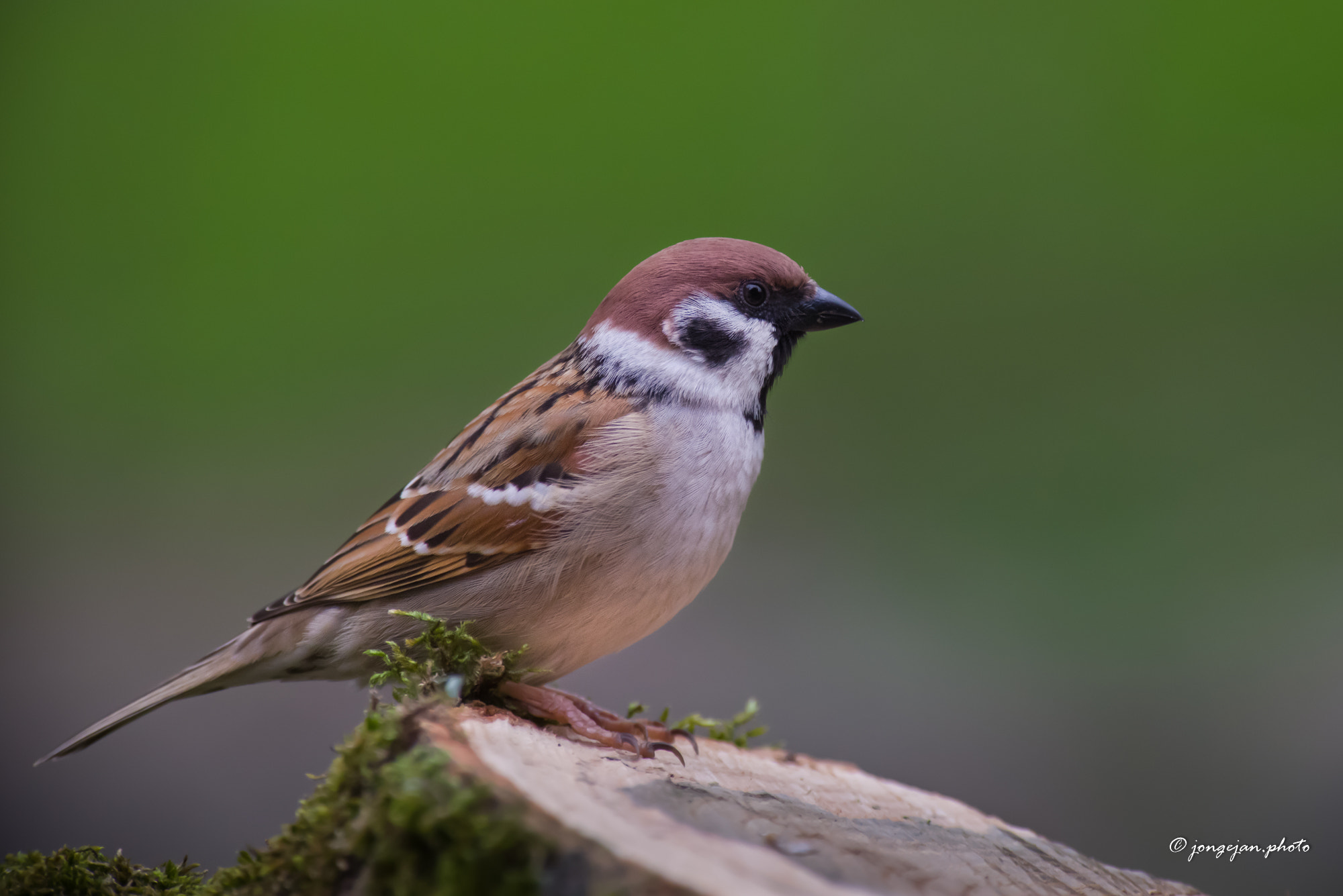 Pentax K-1 Mark II sample photo. Tree sparrow photography