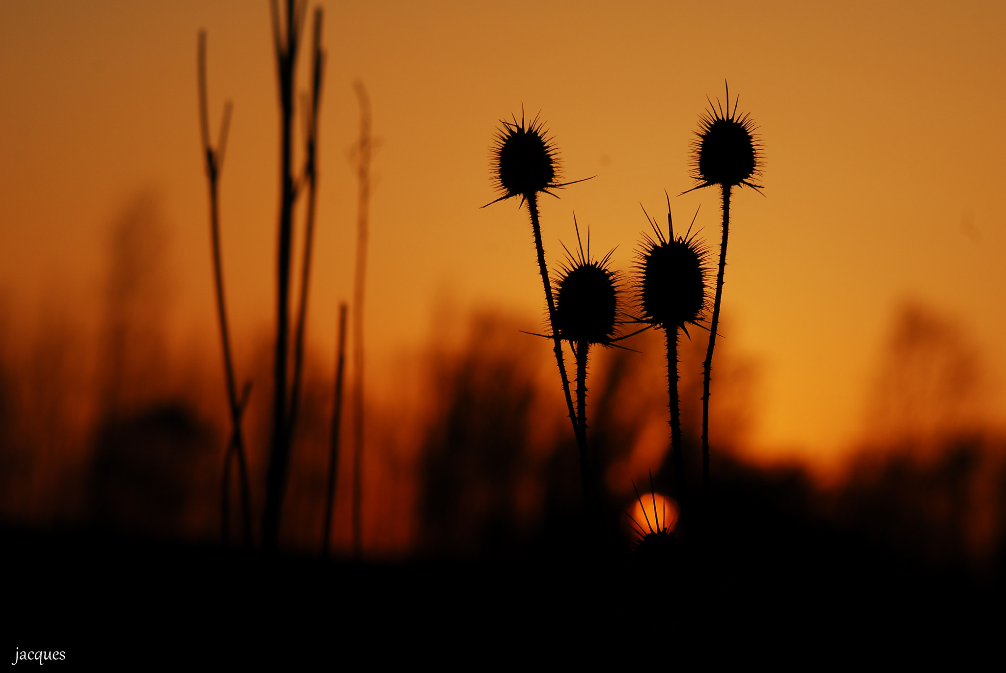 Sigma 70-300mm F4-5.6 APO DG Macro sample photo. Prickly photography