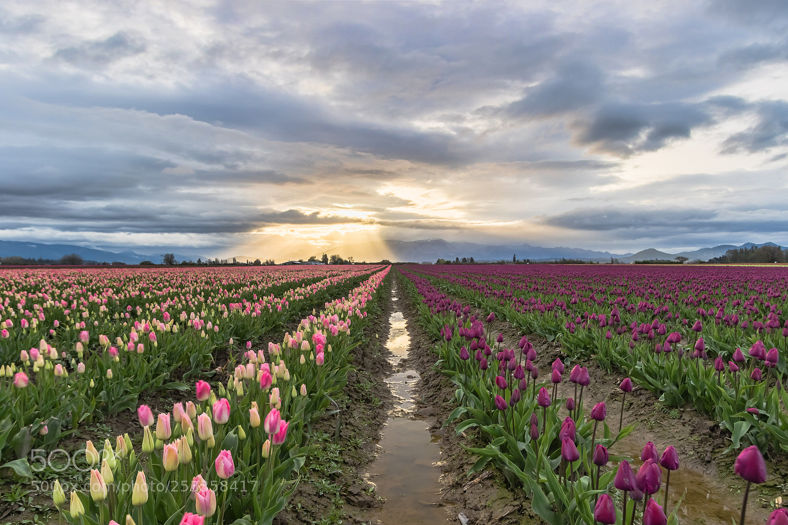 Canon EOS 7D Mark II sample photo. Tulip sunrise photography