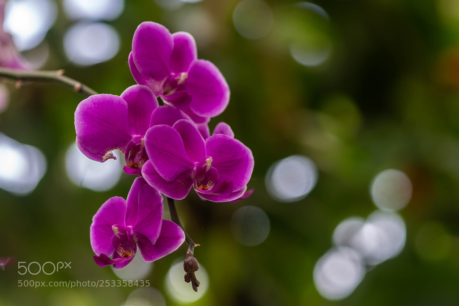 Sony SLT-A99V sample photo. Orchid 2018 -1 photography