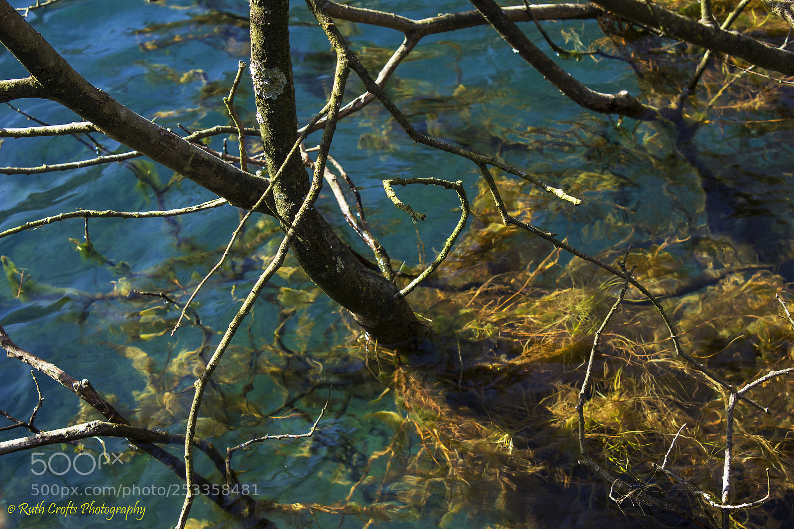 Canon EOS 600D (Rebel EOS T3i / EOS Kiss X5) sample photo. Submerged tree photography
