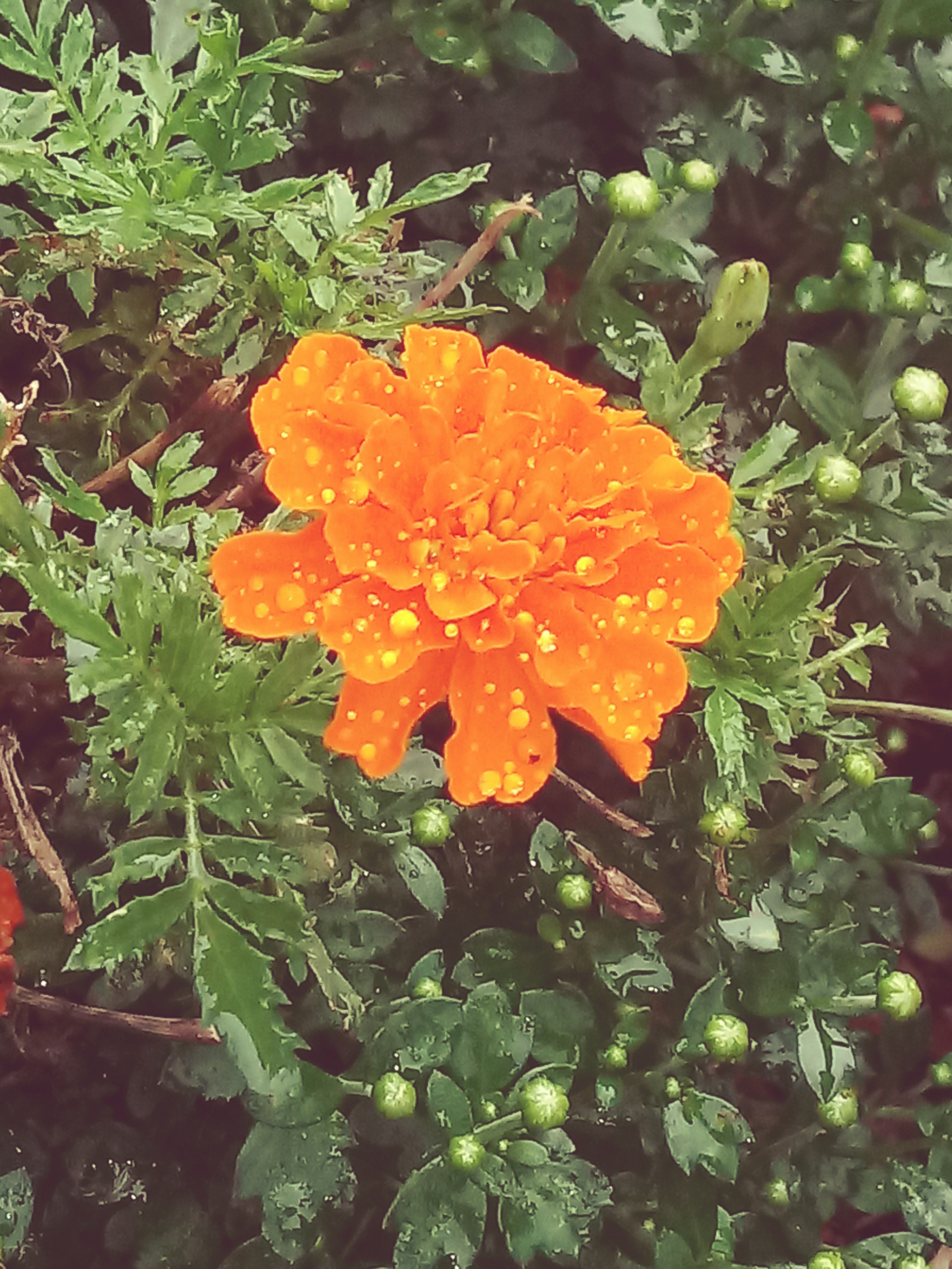 LG K10 (2017) sample photo