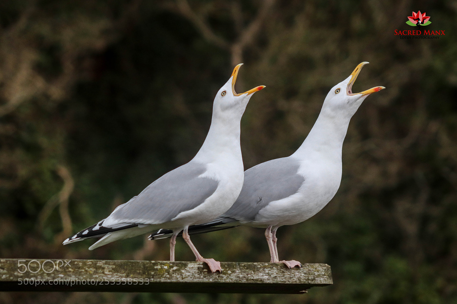 Canon EOS 77D (EOS 9000D / EOS 770D) sample photo. Singing seagulls photography