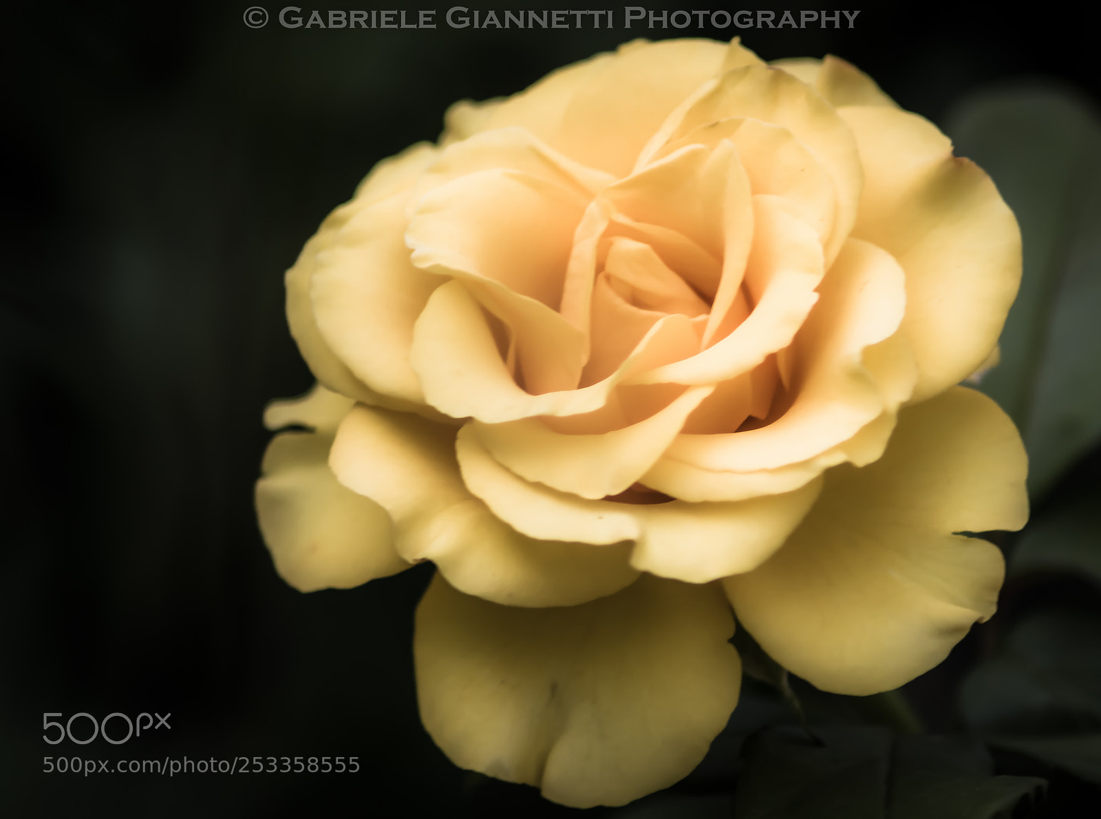 Nikon D3100 sample photo. Velvet piece photography