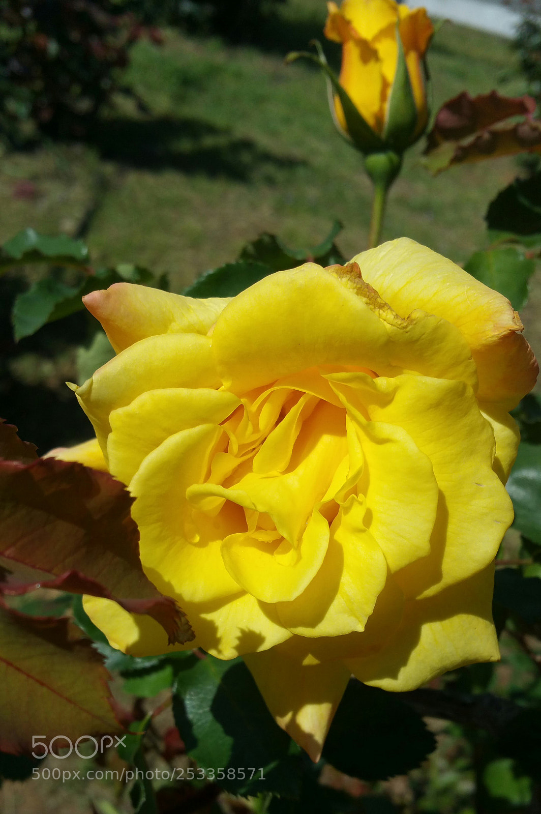 Samsung Galaxy Note4 sample photo. Yellow rose of... photography