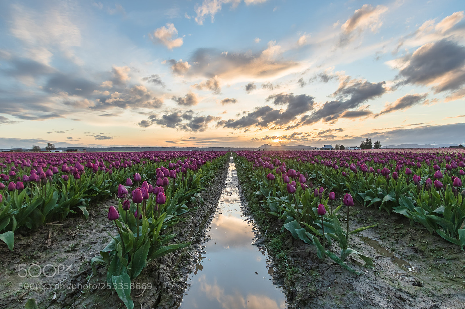 Canon EOS 7D Mark II sample photo. Tulip sunset photography