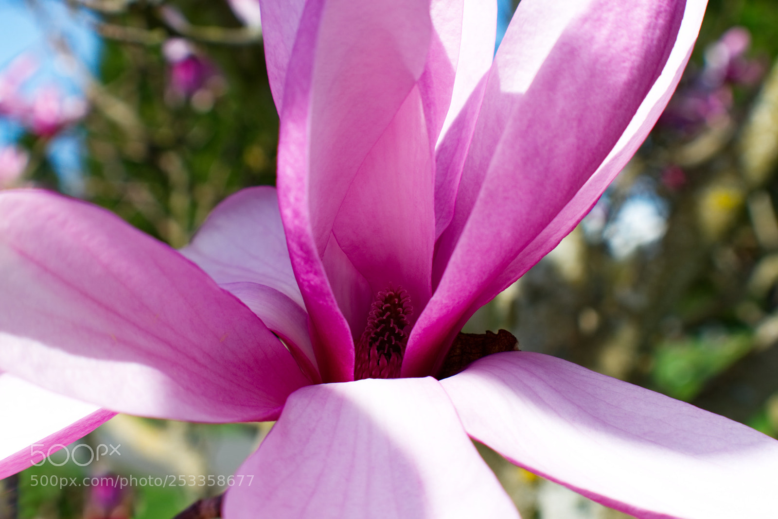 Nikon D3400 sample photo. Pink beauty photography