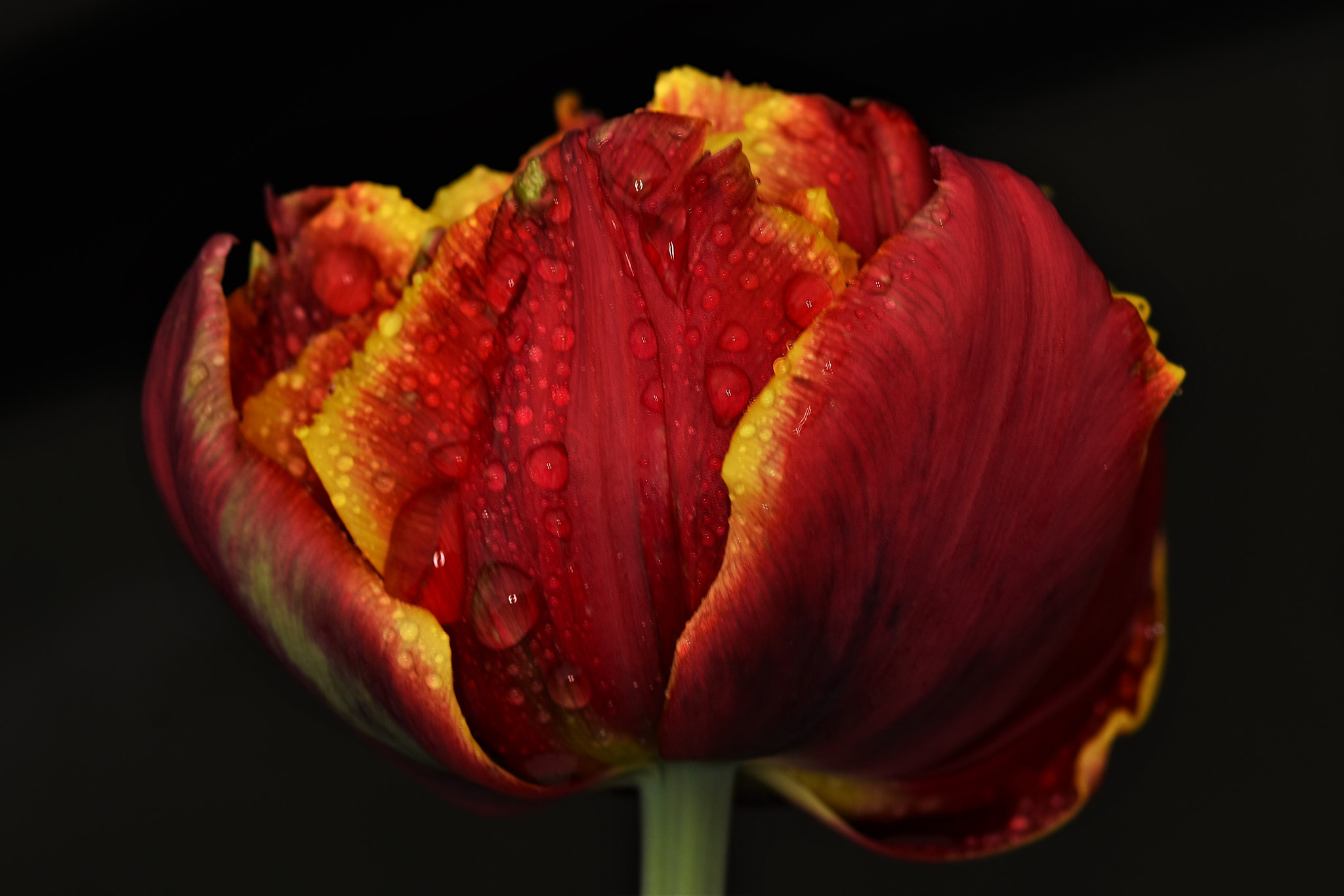 Sigma 105mm F2.8 EX DG OS HSM sample photo. Raining again photography