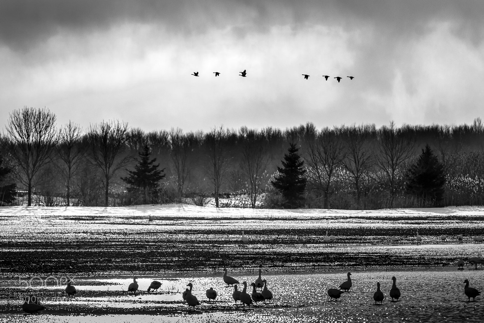 Nikon D810 sample photo. Snow geese 观雁 photography