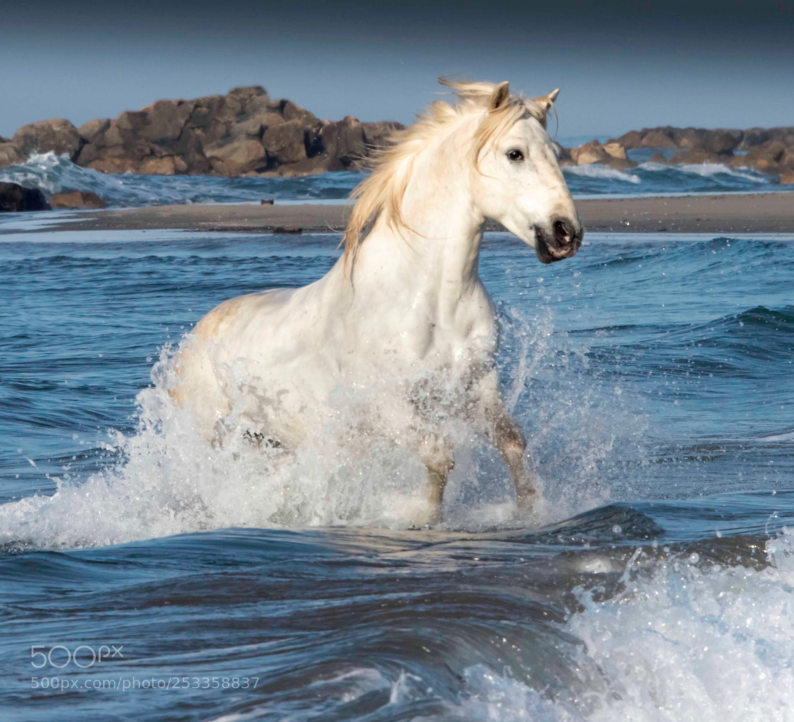 Nikon D810 sample photo. Seahorse photography
