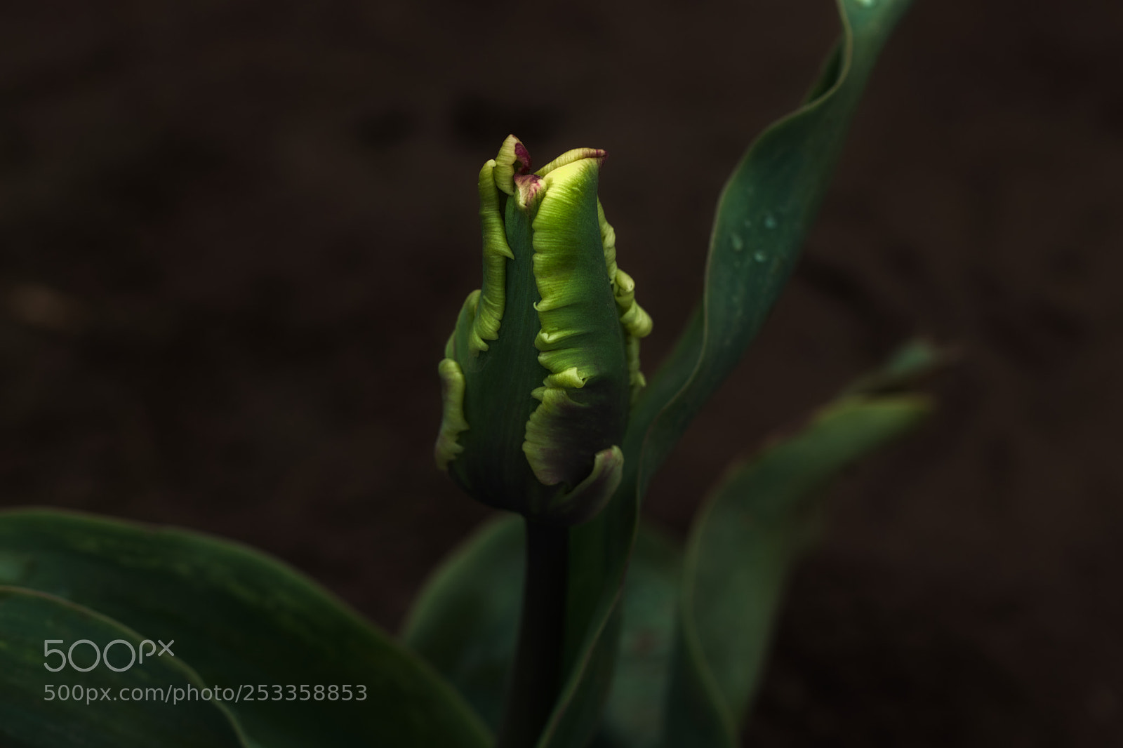 Canon EOS 77D (EOS 9000D / EOS 770D) sample photo. Parrot tulip bud photography