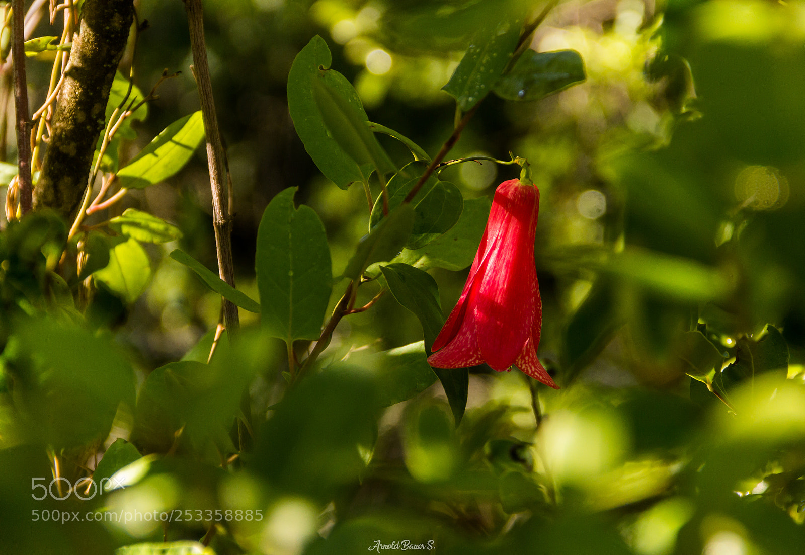 Canon EOS 600D (Rebel EOS T3i / EOS Kiss X5) sample photo. Copihue photography