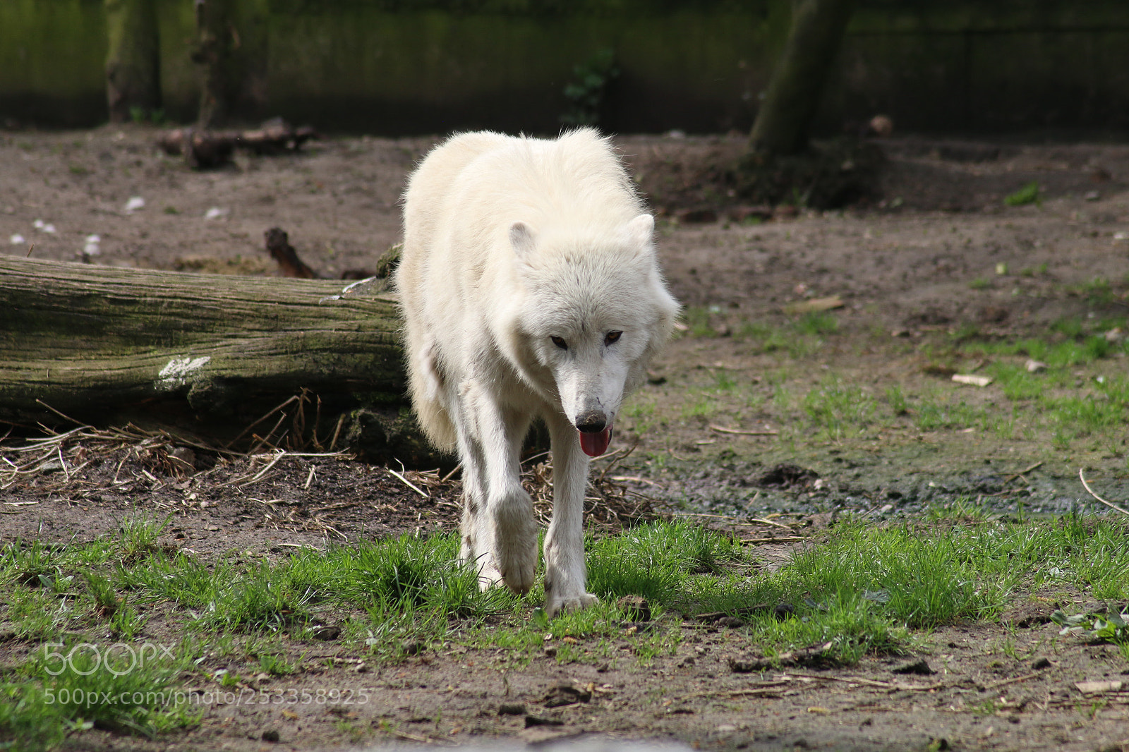 Canon EOS 70D sample photo. Polarwolf photography
