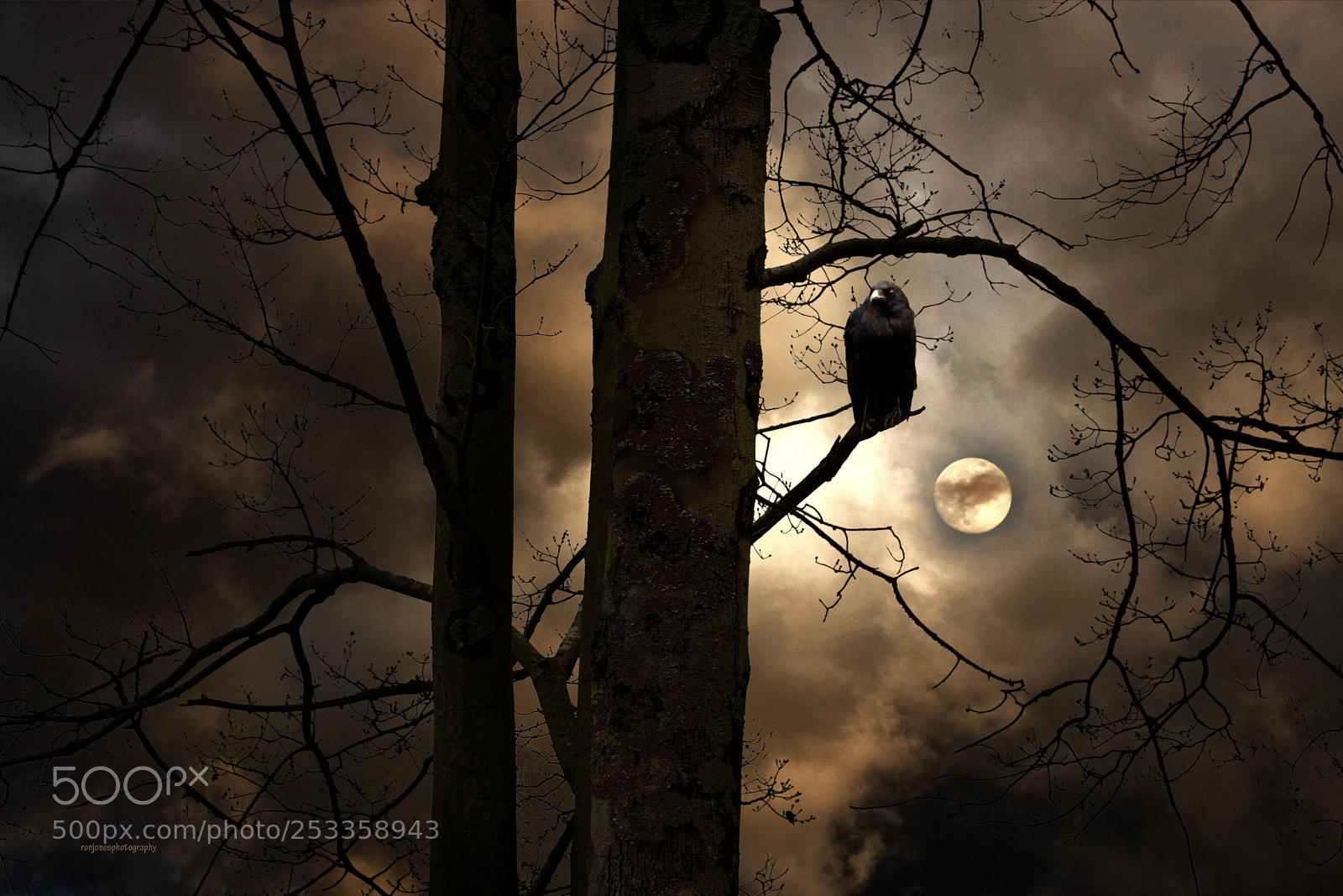 Canon EOS 40D sample photo. The raven photography