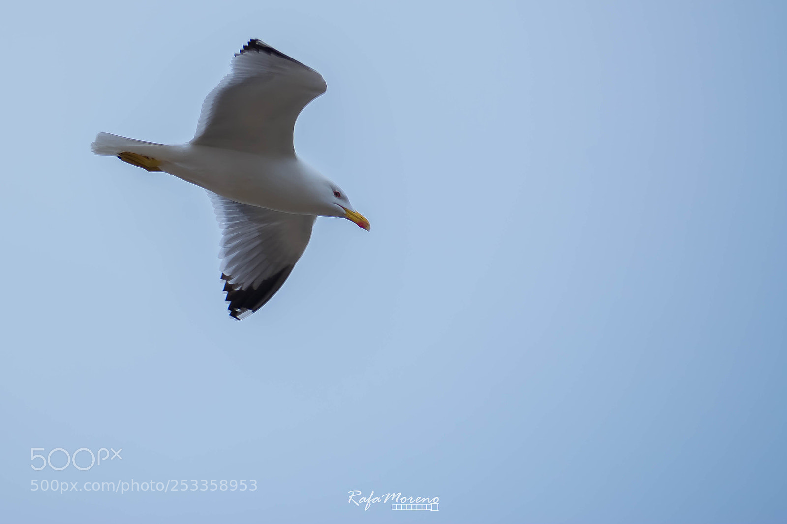 Nikon D7100 sample photo. Seagull photography