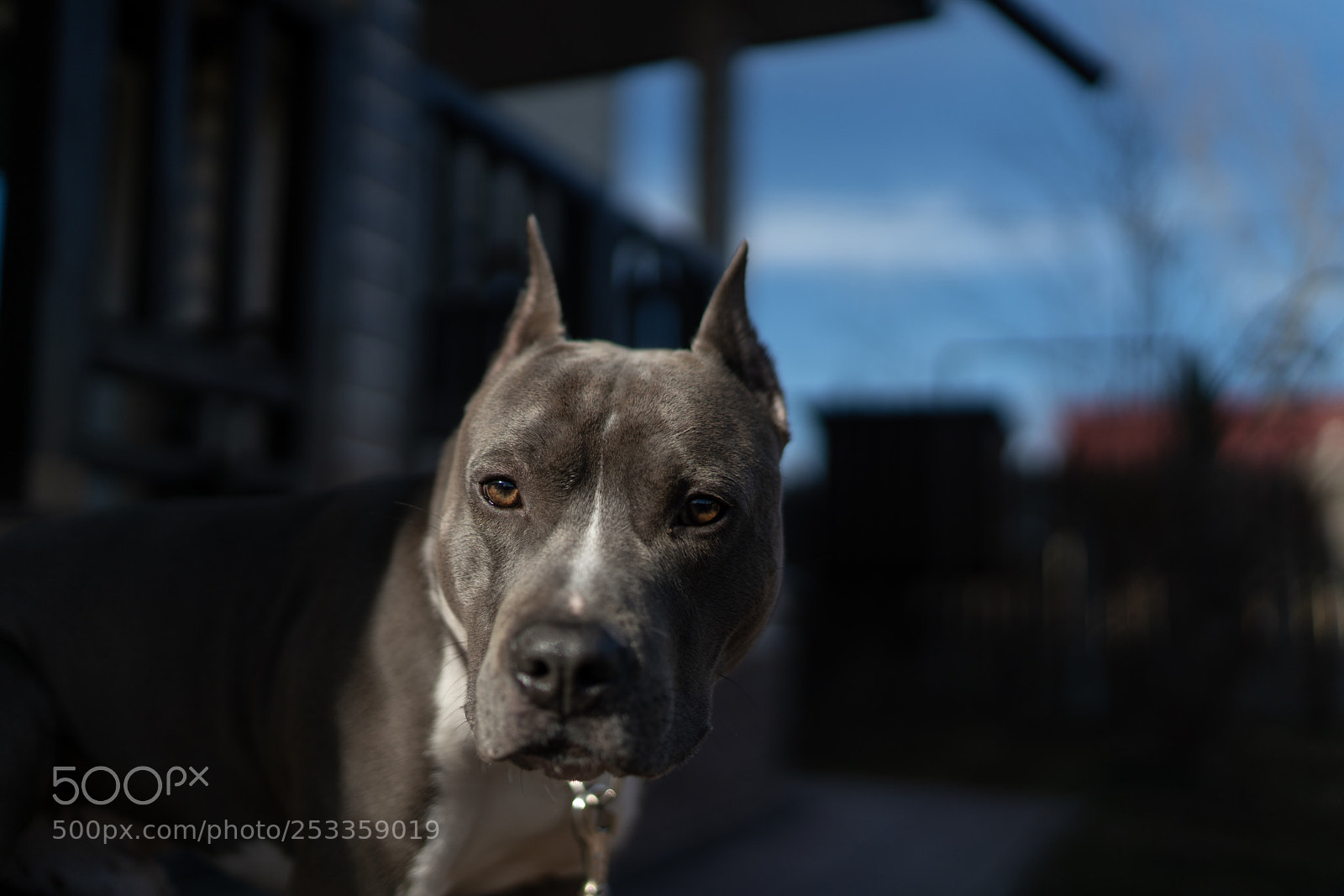 Sony a7R II sample photo. Untitled photography