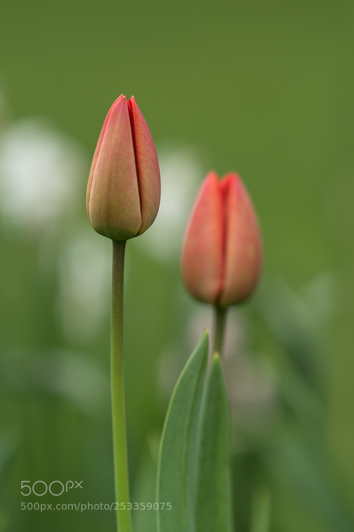 Nikon D810 sample photo. Tulipan photography