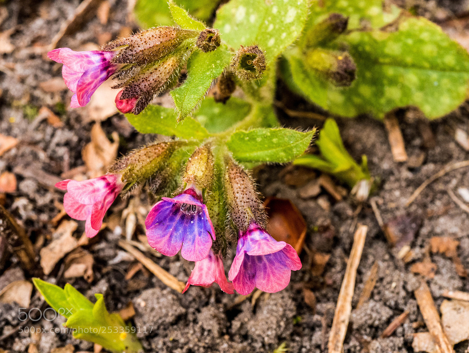 Panasonic DMC-G81 sample photo. Lung herb photography