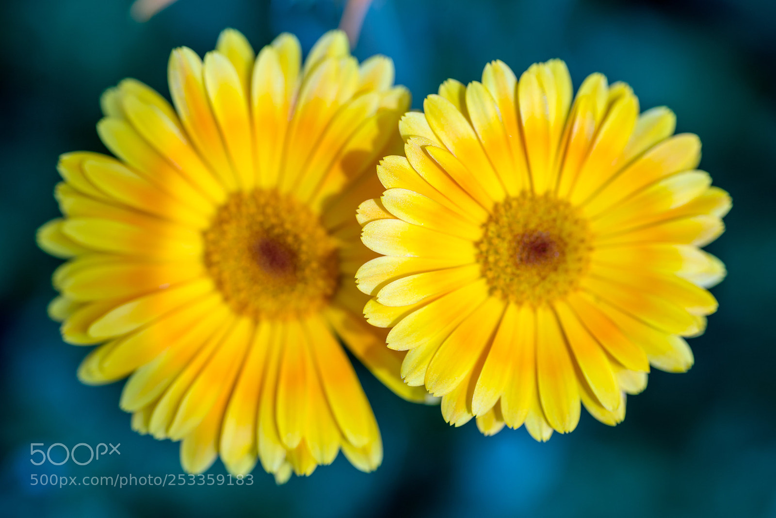 Nikon D600 sample photo. Колеса photography