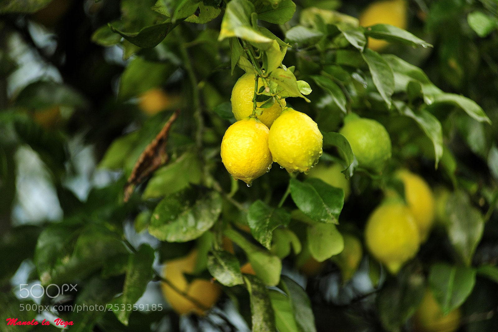 Nikon D700 sample photo. Limon astur photography