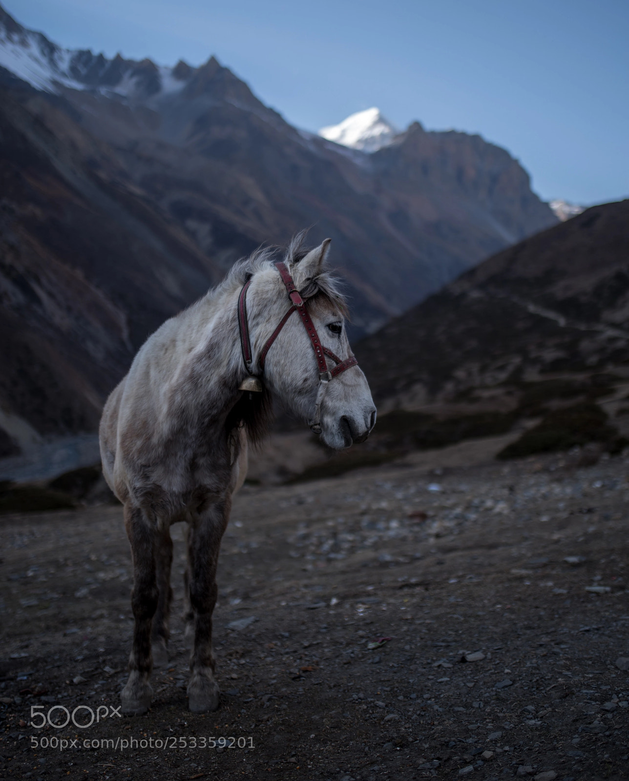 Pentax K-1 sample photo. Mountain horse photography